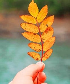 Hand Holding Autumn Leaf paint by numbers