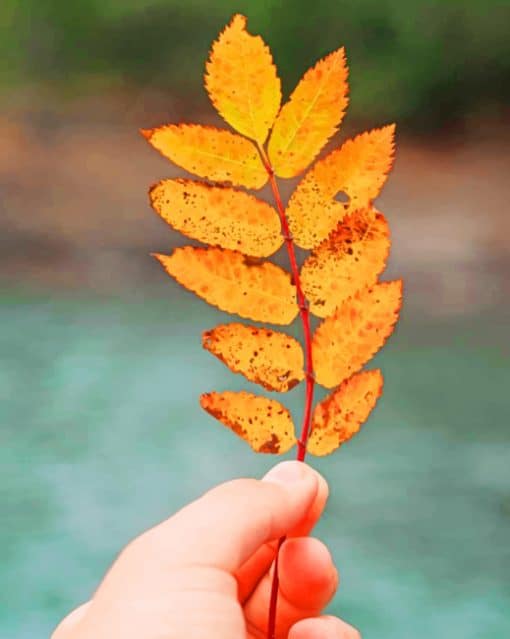 Hand Holding Autumn Leaf paint by numbers