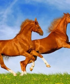 Happy Brown Beautiful Horses Paint By Numbers