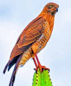 Brown Hawk Predator Bird paint by numbers