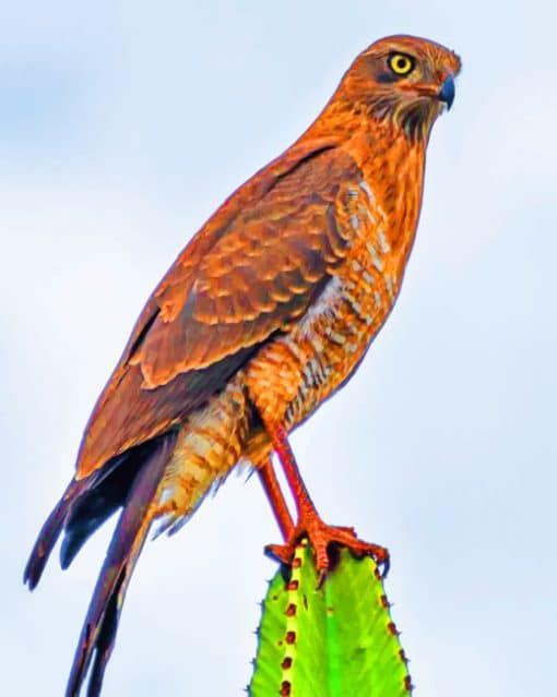 Brown Hawk Predator Bird paint by numbers