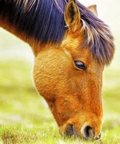 Horse Grazing Grass paint by numbers