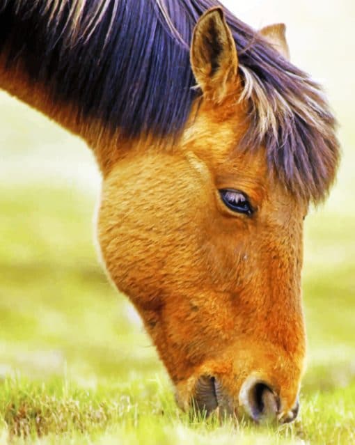 Horse Grazing Grass paint by numbers