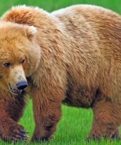 Huge brown bear paint by numbers