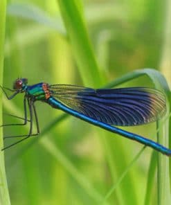 Insects Dragonflies Calopteryx virgo paint by numbers