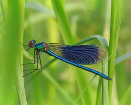 Insects Dragonflies Calopteryx virgo paint by numbers