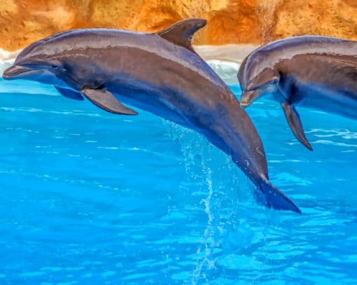 Jumping Cute Dolphins Paint By Numbers