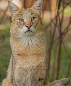 Jungle Cat With Green Eyes paint by numbers