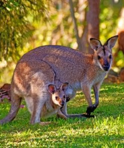 Kangaroos In Australia paint by numbers