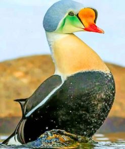 King Eider Bird paint by numbers