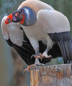 King Vulture Bird painnt by numbers