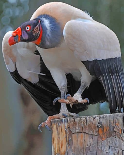 King Vulture Bird painnt by numbers