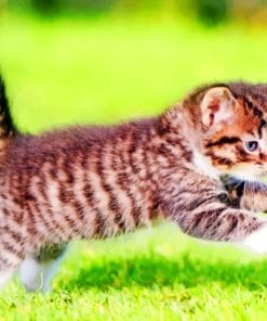 Kitten Playing In Grass paint by numbers