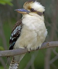 kookaburra Bird On Tree paint by numbers