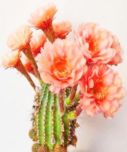 Large Flowered Cactus paint by numbers