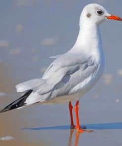 Lesser Black Backed Gull paint by numbers