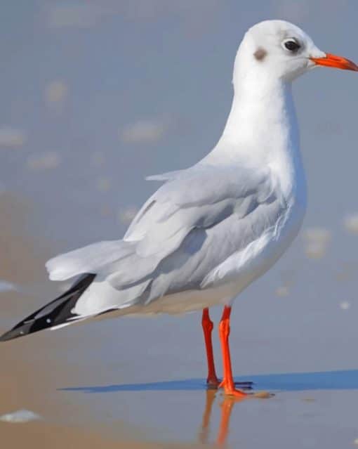 Lesser Black Backed Gull paint by numbers