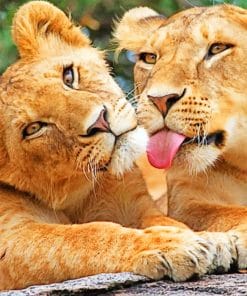 Lion And Lioness Paint By Numbers