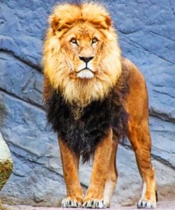 Lion Animal In Zoo paint by numbers