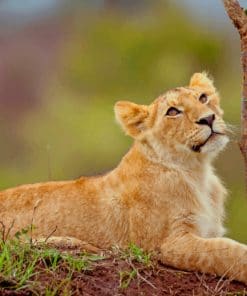 Lion Cub In Wild paint by numbers