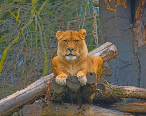 Lioness Sitting On Tree Branch paint by numbers