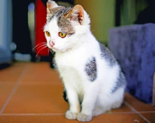 Little Home Cat paint by numbers