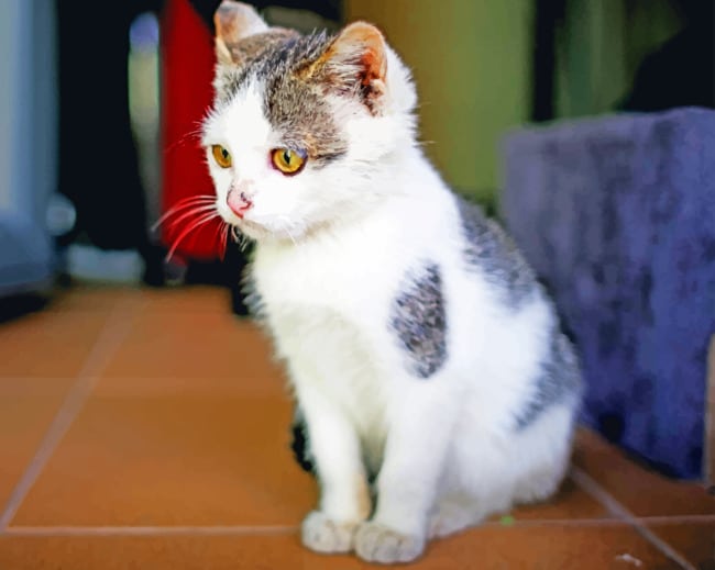 Little Home Cat paint by numbers
