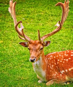 Lone Deer Paint By Numbers