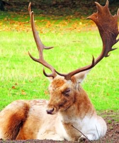 Lone Elk Paint By Numbers