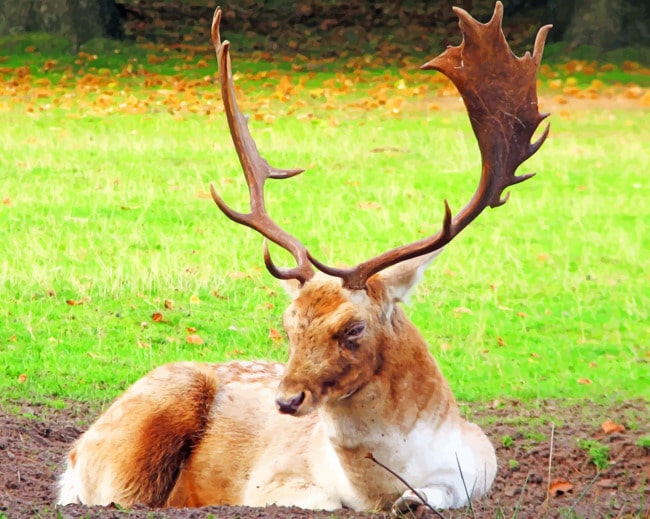 Lone Elk Paint By Numbers