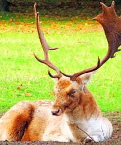 Lone Elk Paint By Numbers