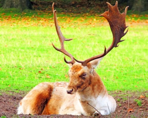 Lone Elk Paint By Numbers