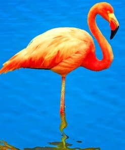 Lone Flamingo Paint By Numbers