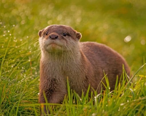 Lone Otter Paint By Numbers