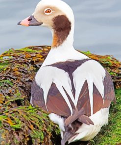 Long Tailed Duck paint by numbers