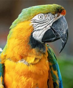 Macaw Yellow And Green Parrot paint by numbers