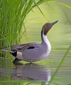 Mallard Duck In River paint by numbers