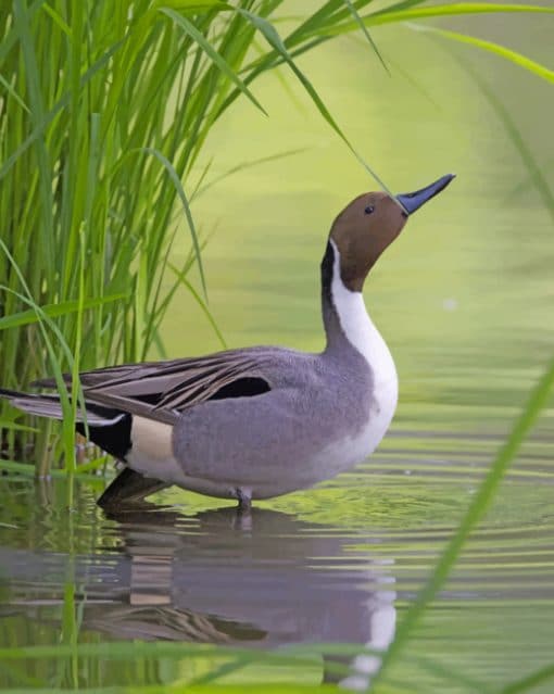 Mallard Duck In River paint by numbers