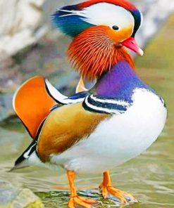 Mandarin Duck paint by numbers