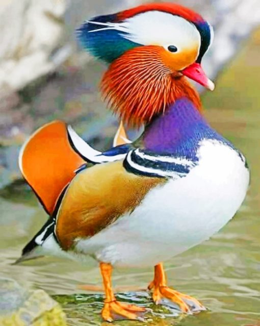 Mandarin Duck paint by numbers