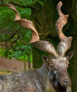 Markhor Animal paint by numbers