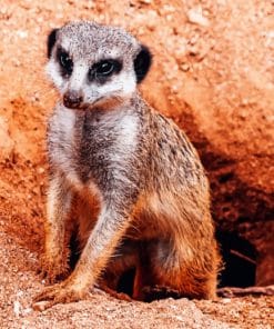 African Meerkat In Terrier paint by numbers