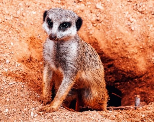 African Meerkat In Terrier paint by numbers