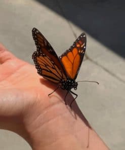 Black And Orange Monarch Butterfly paint by numbers