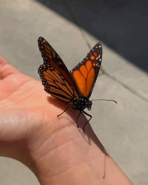 Black And Orange Monarch Butterfly paint by numbers