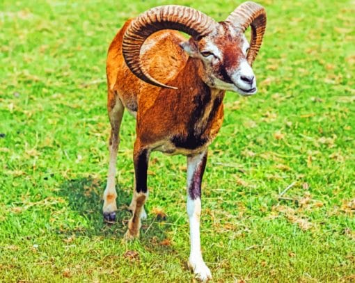 Mouflon On The Grass paint by numbers
