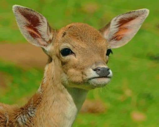 New Born Deer In Nature paint by numbers