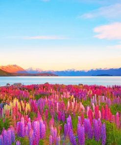 New Zealand Tekapo Lake