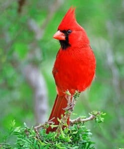 Northern Cardinal Bird paint by numbers