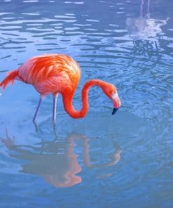 Orange Flamingo Paint By Numbers